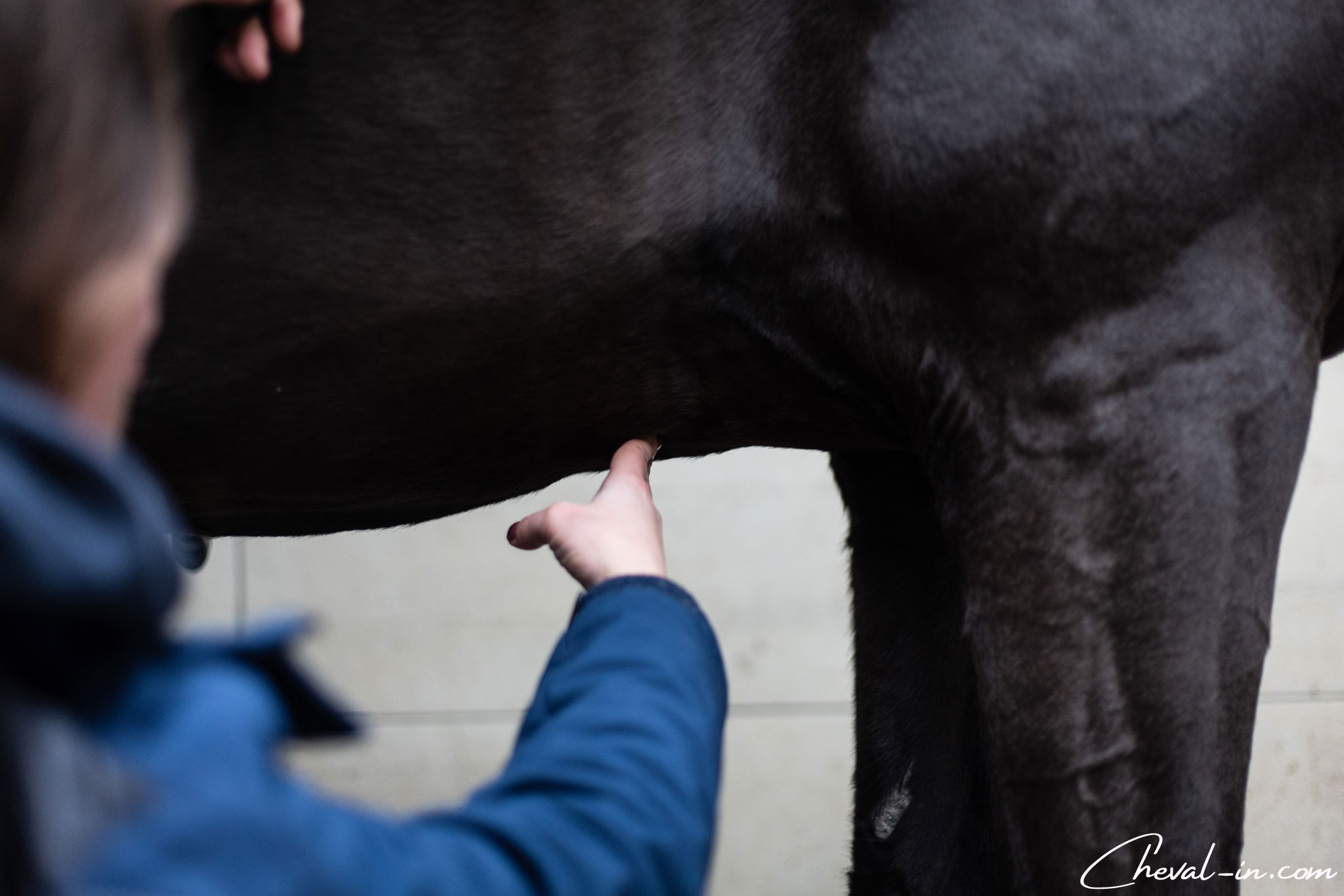 Quelle Sangle Choisir Pour Le Confort De Son Cheval Cheval In