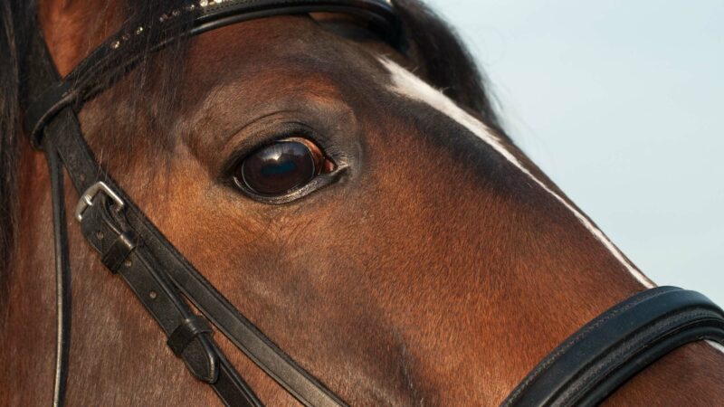 Analyser le comportement du cheval à l’entrainement pour prédire la fatigue ?