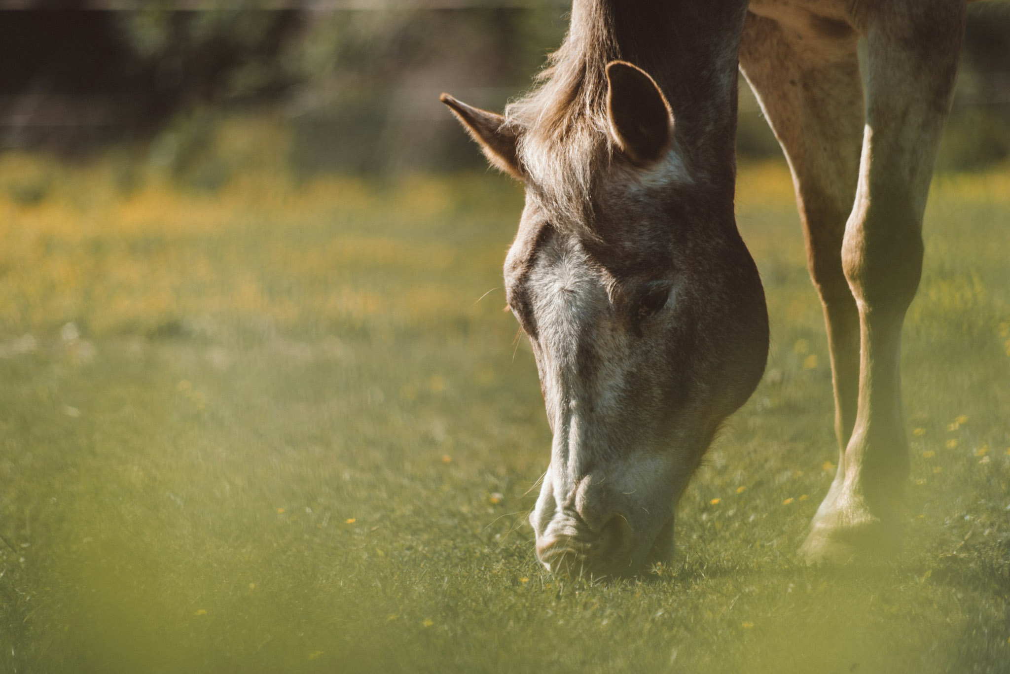 cheval vacances