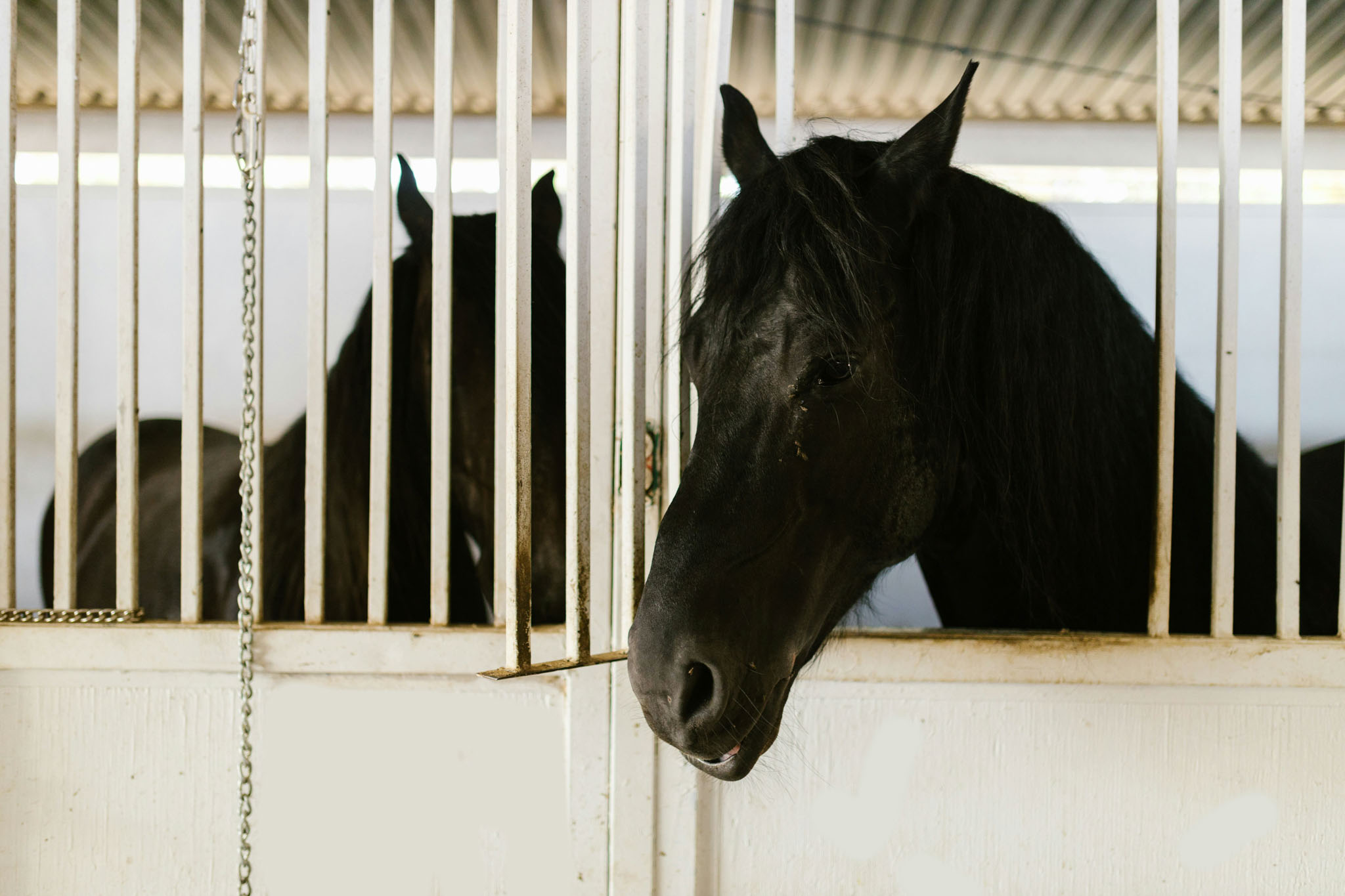 cheval convalescent