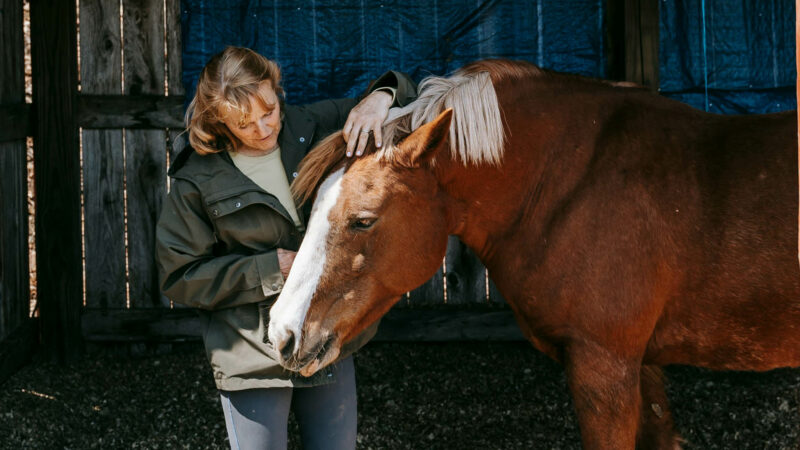 Cheval convalescent : comment préserver son moral ?