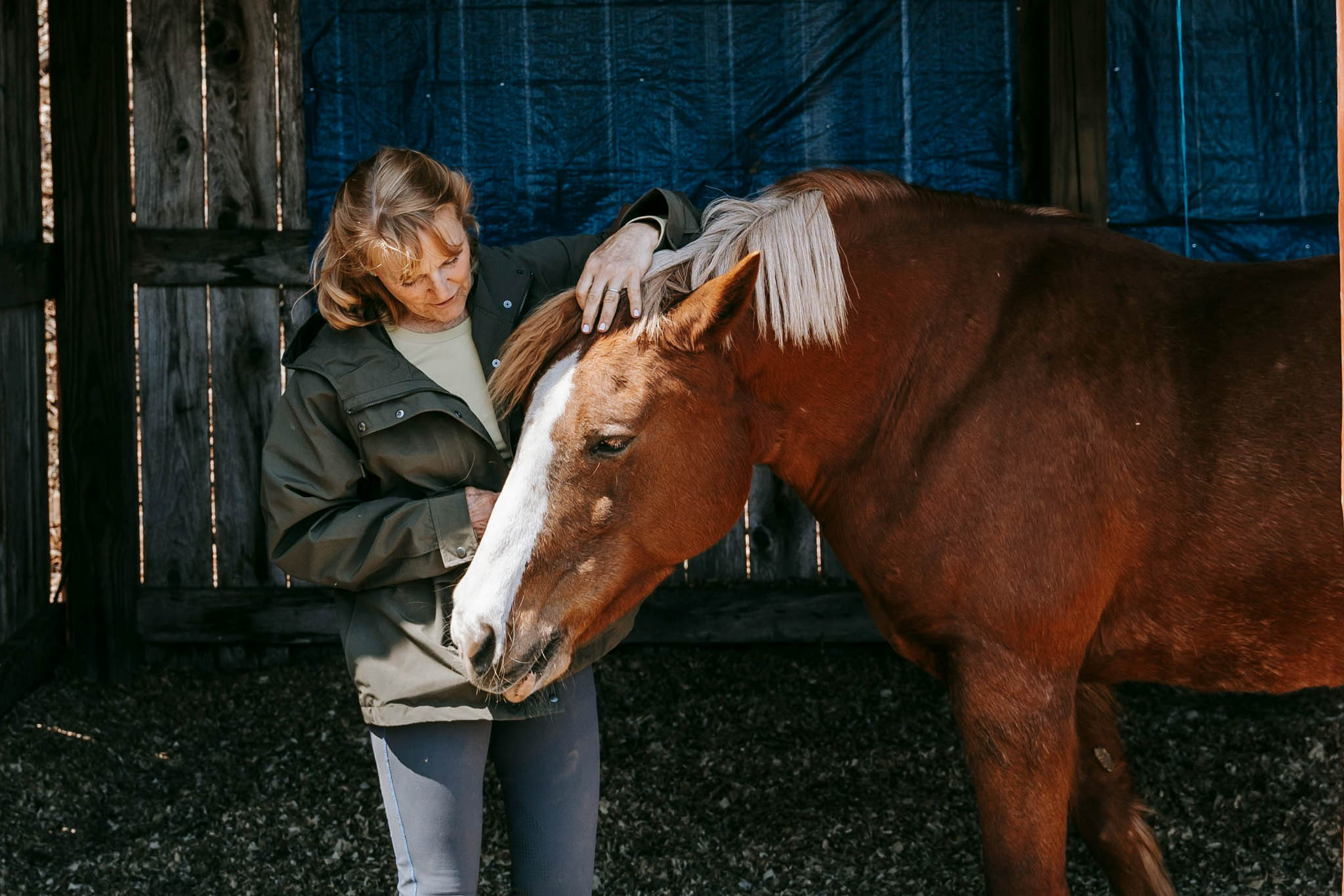 cheval convalescent