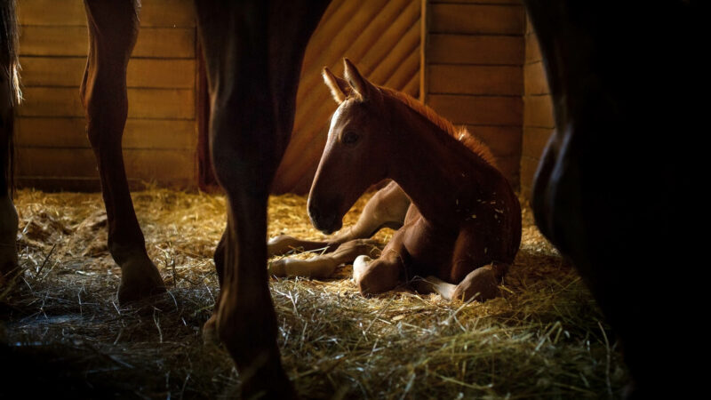 Comment choisir la litière la plus adaptée à son cheval et ses besoins ?