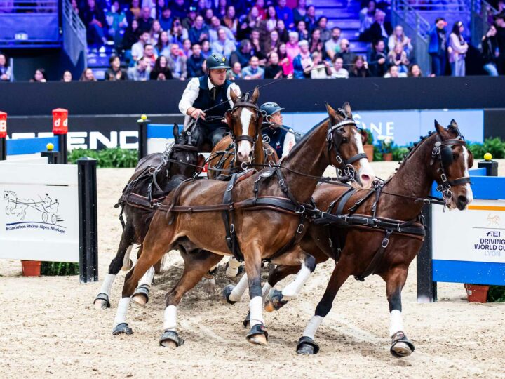 Victoire belge en ouverture de la Coupe du monde d’attelage !