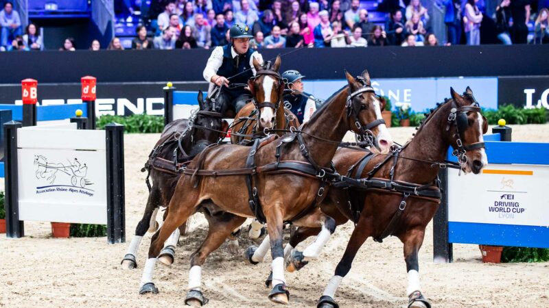 Victoire belge en ouverture de la Coupe du monde d’attelage !