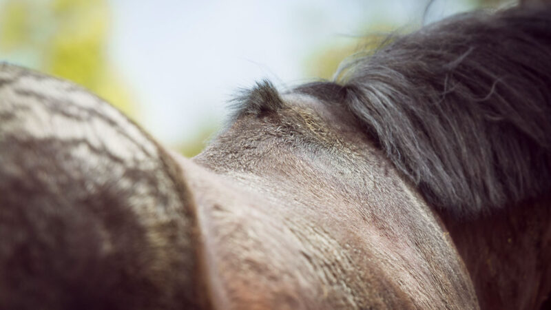 Pourquoi et comment évaluer l’état corporel de son cheval ?